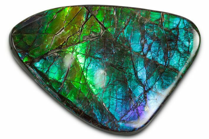 Flashy Ammolite (Fossil Ammonite Shell) - Blues & Greens #350365
